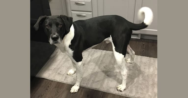 Enzo, a Labrador Retriever and American Pit Bull Terrier mix tested with EmbarkVet.com