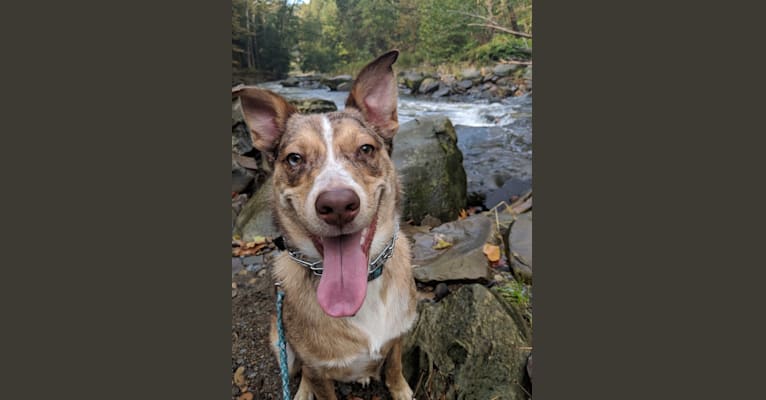 Rez, an Australian Cattle Dog and Border Collie mix tested with EmbarkVet.com