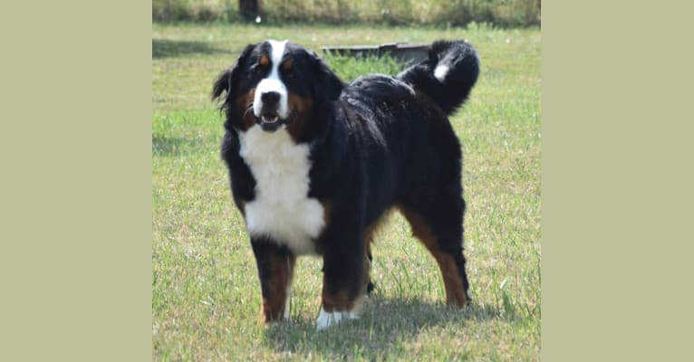 Elsa, a Bernese Mountain Dog tested with EmbarkVet.com