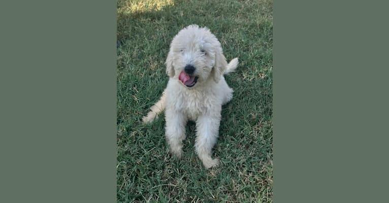 Gracie, a Komondor tested with EmbarkVet.com