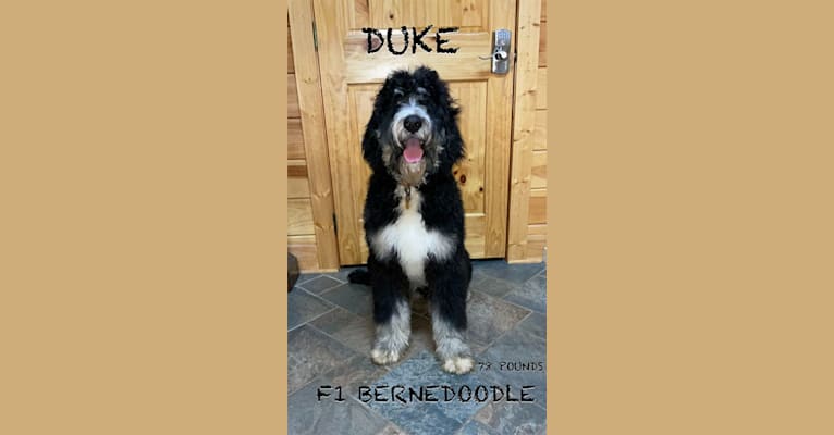 Photo of Duke, a Bernedoodle  in 463 Banner Creek Road, Banner Elk, NC, USA