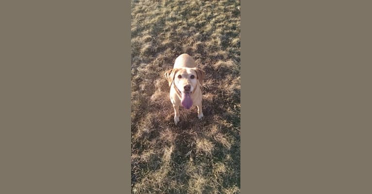 Photo of Sadie, a Labrador Retriever and American Bulldog mix in Lansing, Michigan, USA