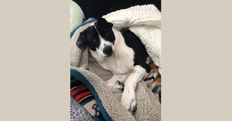 Theodore Ellington, an American Pit Bull Terrier and Siberian Husky mix tested with EmbarkVet.com