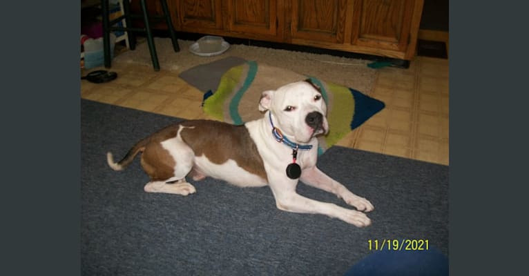 Photo of Zeke the Service Dog, an American Pit Bull Terrier  in Upton, KY, USA