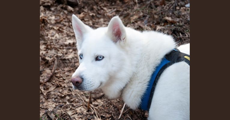Winter, a Siberian Husky tested with EmbarkVet.com