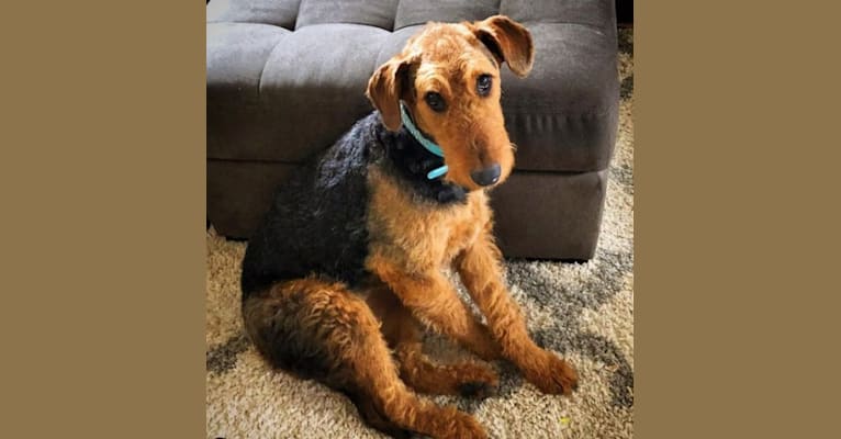 Maisy, an Airedale Terrier tested with EmbarkVet.com