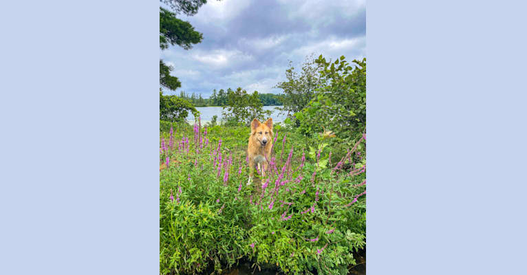 Bear a dog tested with EmbarkVet.com