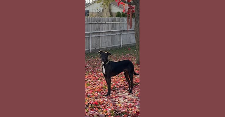 Axel, a Staffordshire Terrier and Rottweiler mix tested with EmbarkVet.com