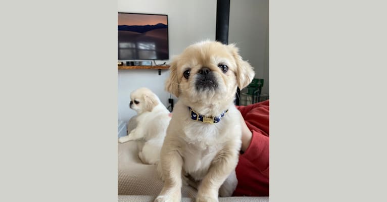 Teddy Harwood, a Pekingese tested with EmbarkVet.com