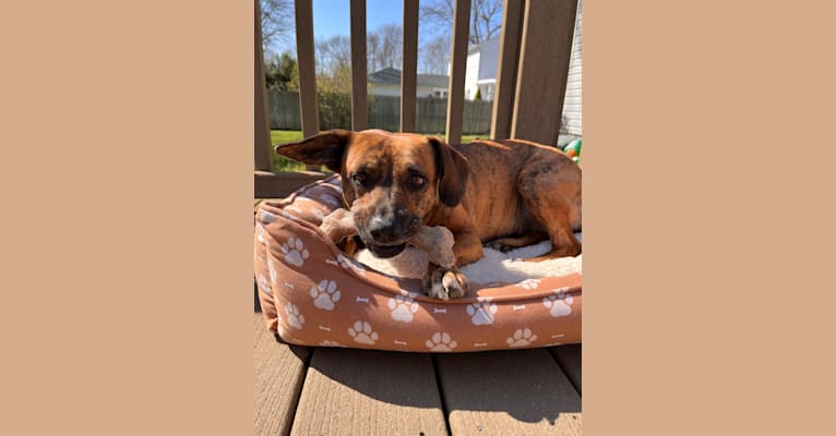 Jaisy, an American Pit Bull Terrier and Beagle mix tested with EmbarkVet.com