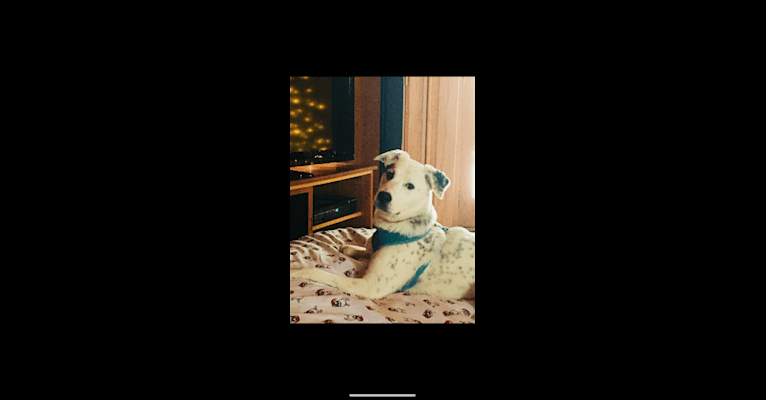 Toby, an American Pit Bull Terrier and Great Pyrenees mix tested with EmbarkVet.com
