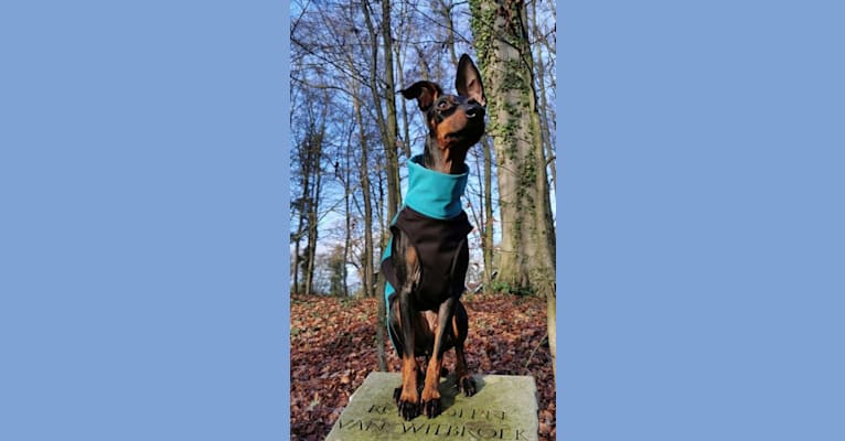 OVER THE TOP Metheora, a Manchester Terrier (Toy) and Doberman Pinscher mix tested with EmbarkVet.com