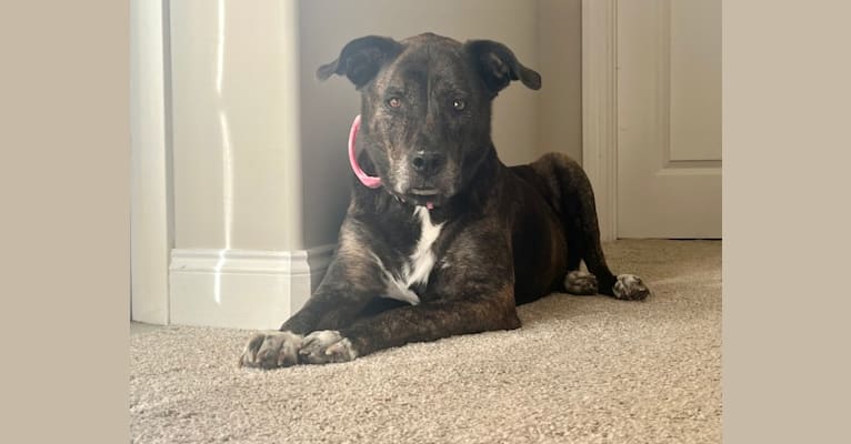 Honey, an American Pit Bull Terrier and Siberian Husky mix tested with EmbarkVet.com