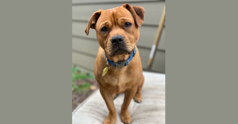 embark dog dna test breed