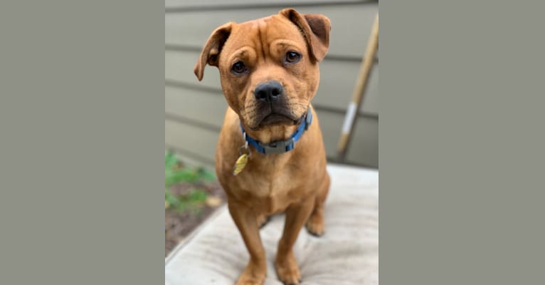 Charlie, a Shih Tzu and American Pit Bull Terrier mix tested with EmbarkVet.com