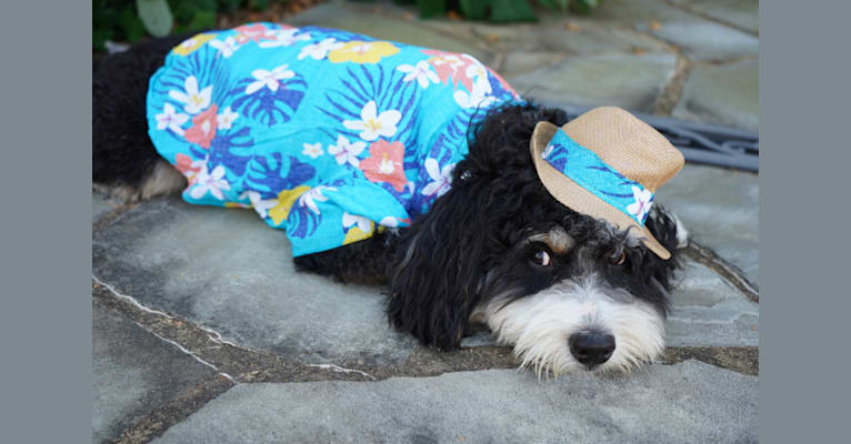 Drake, a Bernese Mountain Dog and Poodle (Small) mix tested with EmbarkVet.com