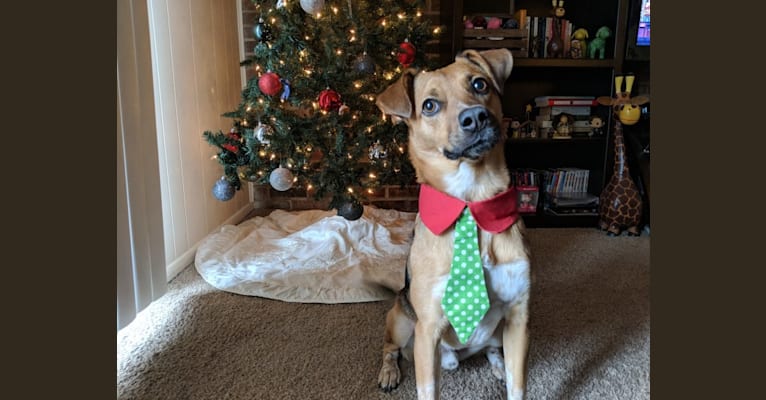 Copper, an Australian Shepherd and American English Coonhound mix tested with EmbarkVet.com