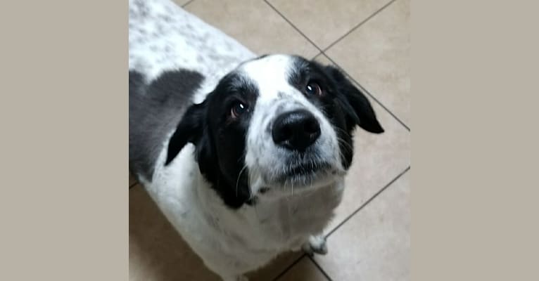 Photo of Catori, a Great Pyrenees, Border Collie, and Mixed mix in Houston, Texas, USA