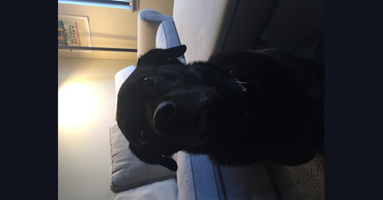 Chase, a Labrador Retriever and German Shepherd Dog mix tested with EmbarkVet.com