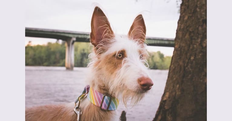 Nevaeh's Bedheaded Beauty, an Ibizan Hound tested with EmbarkVet.com