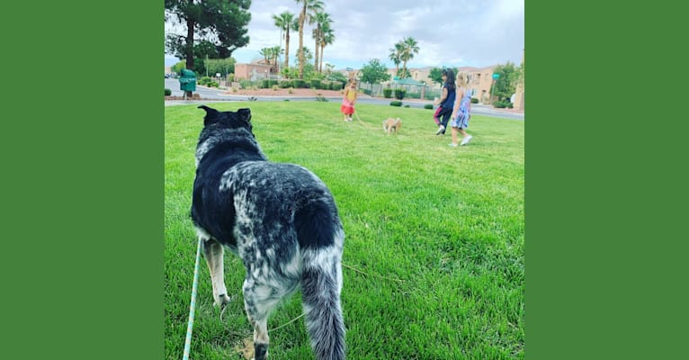 Photo of Ty, a Border Collie, Australian Cattle Dog, Labrador Retriever, Rottweiler, and Mixed mix in Las Vegas, NV, USA