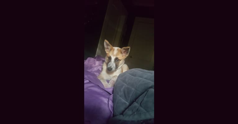 Mimzi, an Australian Cattle Dog and German Shepherd Dog mix tested with EmbarkVet.com