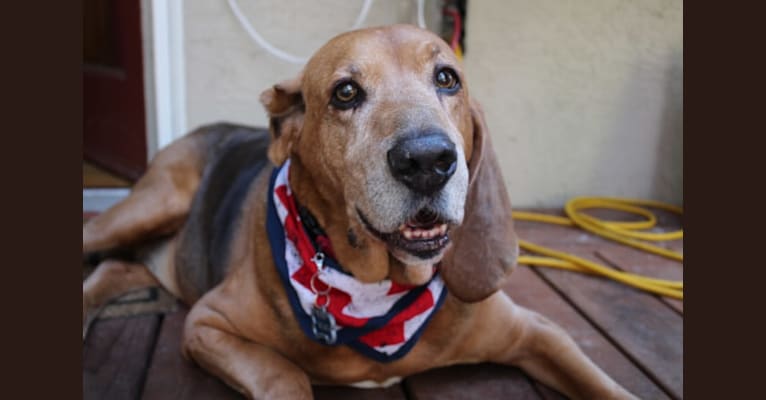 Old Boi, a Treeing Walker Coonhound tested with EmbarkVet.com