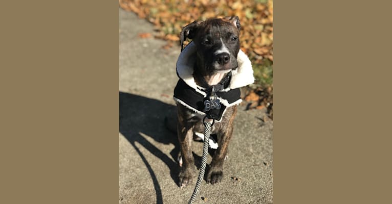 Dax, an American Pit Bull Terrier and Boxer mix tested with EmbarkVet.com