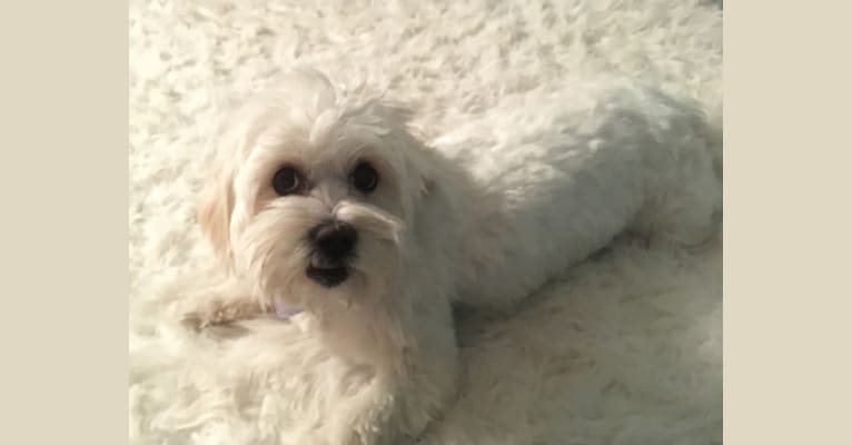 Rizzo, a Shih Tzu and Bichon Frise mix tested with EmbarkVet.com