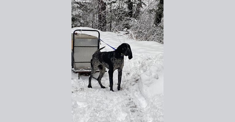 Brandy, a Bluetick Coonhound tested with EmbarkVet.com