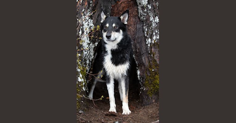 Photo of Koda, a Karelian Bear Dog and Laika mix in Kitimat, BC, Canada