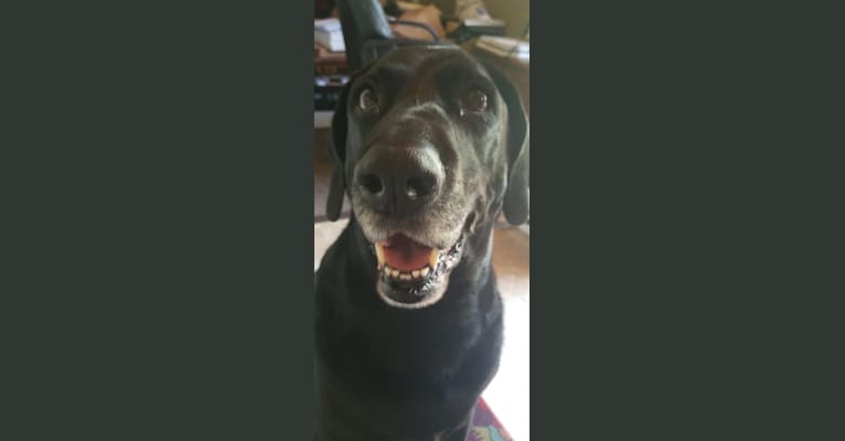 Barkley Humphrey Racine, a Bluetick Coonhound and Labrador Retriever mix tested with EmbarkVet.com