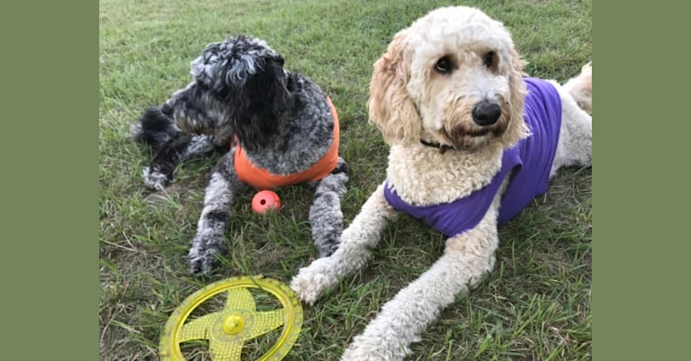 Maggie Mae, a Goldendoodle tested with EmbarkVet.com