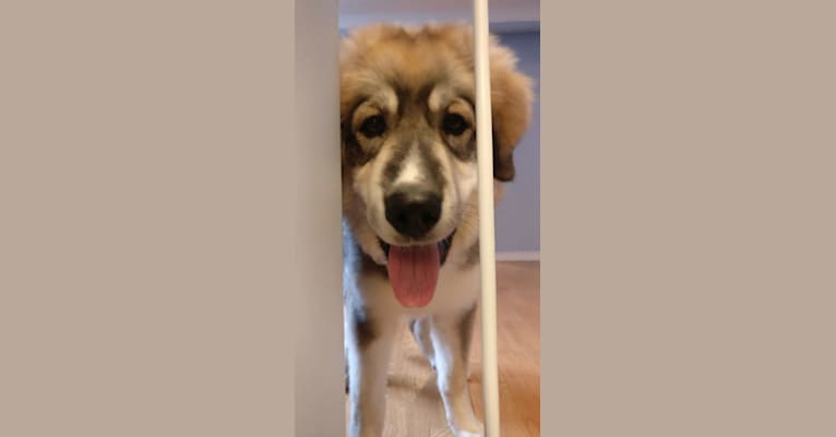 Marshall, a Great Pyrenees and Border Collie mix tested with EmbarkVet.com