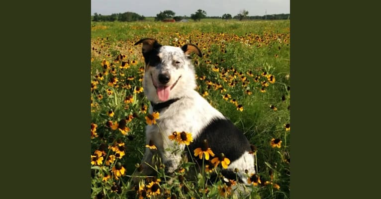 Keystone, an English Shepherd and Australian Cattle Dog mix tested with EmbarkVet.com