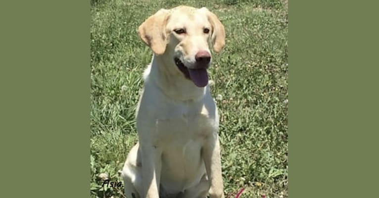 asia, a Labrador Retriever tested with EmbarkVet.com
