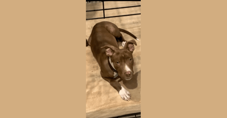 Re up, an American Pit Bull Terrier and American Staffordshire Terrier mix tested with EmbarkVet.com