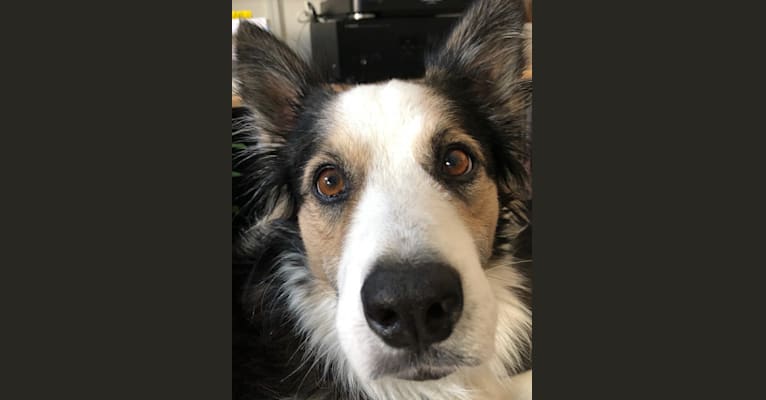 Kershaw, a Border Collie and Australian Cattle Dog mix tested with EmbarkVet.com