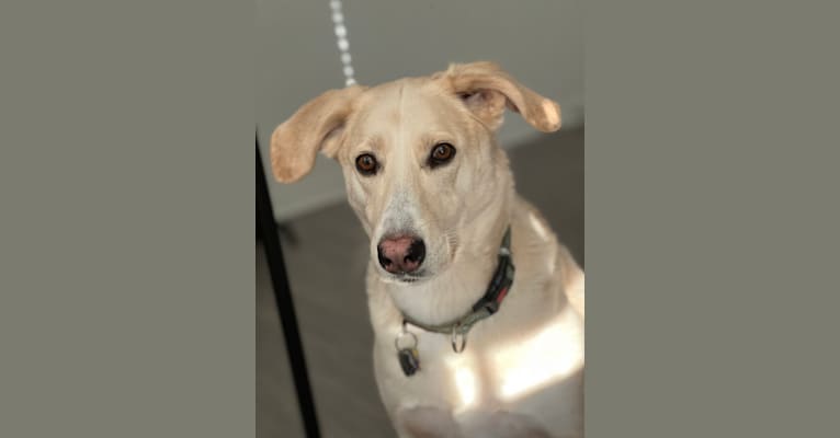 Koda, an American Foxhound and German Shepherd Dog mix tested with EmbarkVet.com