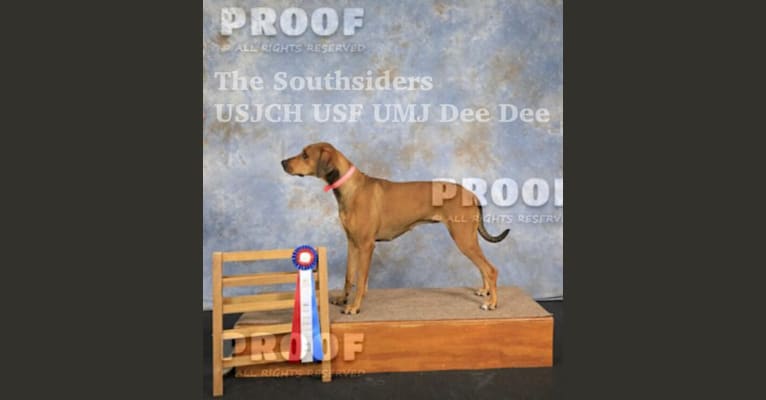The Southsiders, a Doberman Pinscher and Great Dane mix tested with EmbarkVet.com