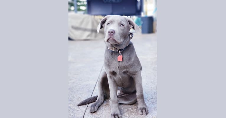 Jordy, a Labrador Retriever tested with EmbarkVet.com