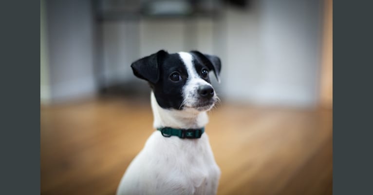 Wally, a Chihuahua and Cocker Spaniel mix tested with EmbarkVet.com