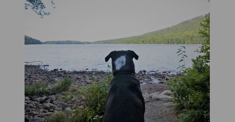 Bert, an American Pit Bull Terrier and German Shepherd Dog mix tested with EmbarkVet.com