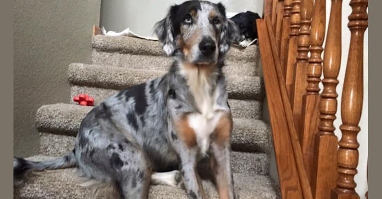 Blue lacy catahoula mix discount
