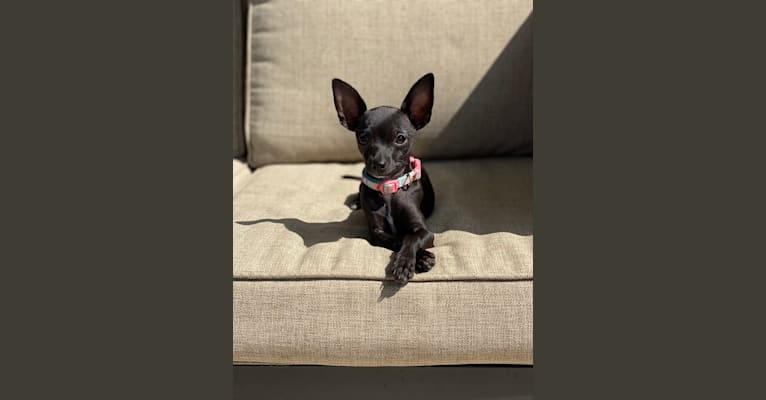 Maddie, a Chihuahua and Pomeranian mix tested with EmbarkVet.com