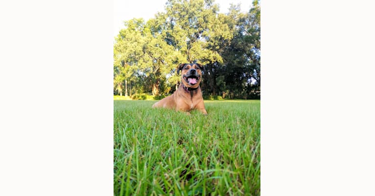 Photo of Franco, an American Pit Bull Terrier and Rottweiler mix in Lakeland, Florida, USA