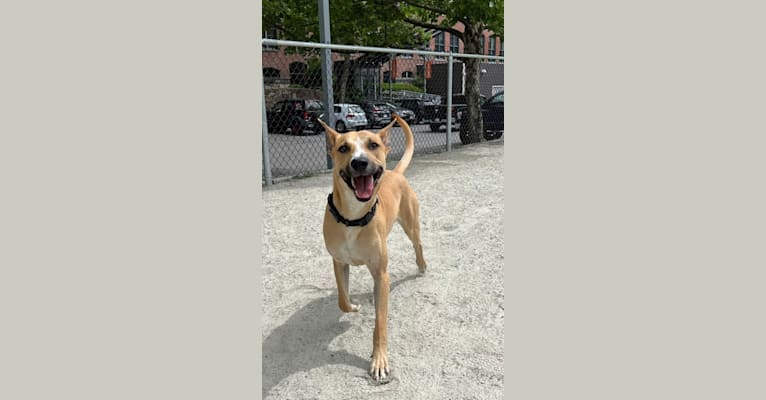 Scrubby, an American Village Dog tested with EmbarkVet.com