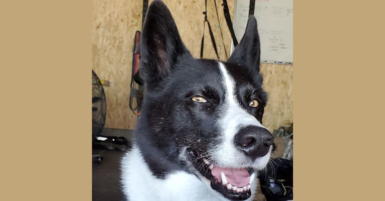 Dumaw Oakenshield, a Karelian Bear Dog tested with EmbarkVet.com