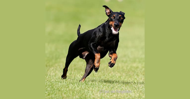 Velvet Looks Chief of Victory Aksel, a Manchester Terrier (Standard) tested with EmbarkVet.com