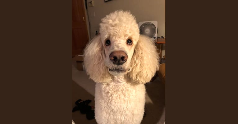 Bodhi, a Poodle (Standard) tested with EmbarkVet.com